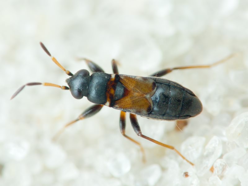 Ischnocoris hemipterus (Schilling, 1829)